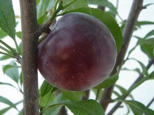 Santa Rosa Plum Tree